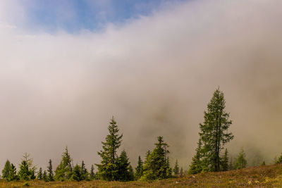 Low angle view of pine trees against sky