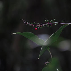 Close-up of water drops on plant