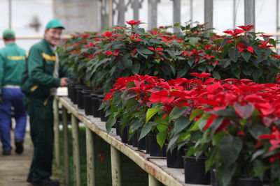 Man working on red flowers