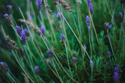 Close-up of lavender amidst purple flowering plants