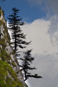 Low angle view of tree against sky