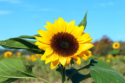 Close-up of sunflower blooming against sky