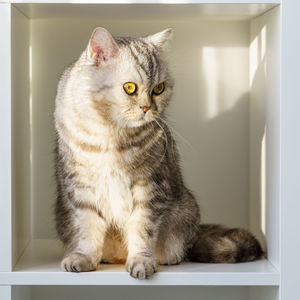 Close-up of cat sitting on table