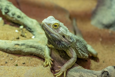 Close-up of lizard on rock