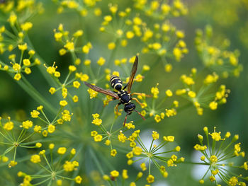 Bee on yellow flowers, nature wildlife.