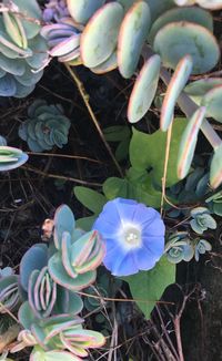 High angle view of flowers blooming outdoors