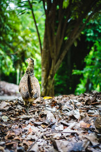 Bird in a forest