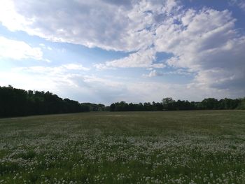 Scenic view of field against sky