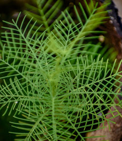 Close-up of succulent plant