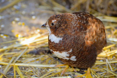 Close-up of a bird