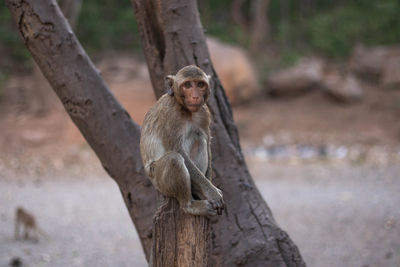 Little monkey sitting on a tree.