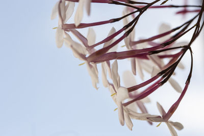 Low angle view of decoration against white background