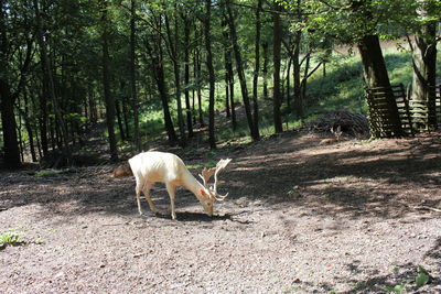 Fallow buck grazing on field in forest