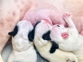 Close-up of a dog