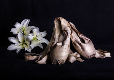 Close-up of flowers against black background