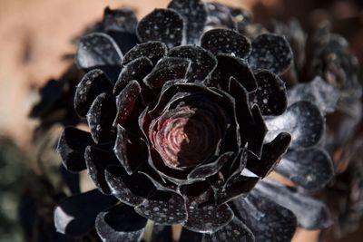 Close-up of rose against blurred background