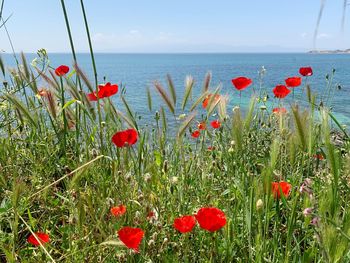 Red poppy flowers in sea