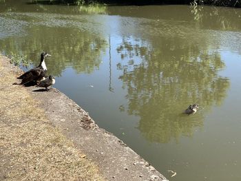 High angle view of ducks swimming in lake