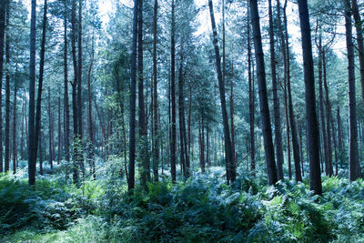 Pine trees in forest