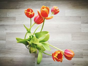 Close-up of tulips in vase
