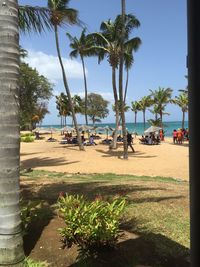 Palm trees on beach