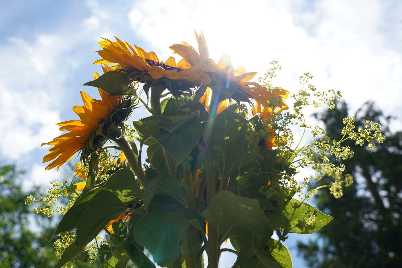 LOW ANGLE VIEW OF FLOWERING PLANTS AGAINST SKY