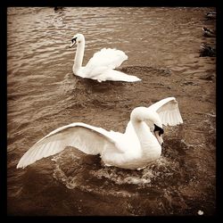 White swan in water