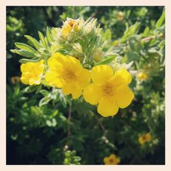 Close-up of yellow flower