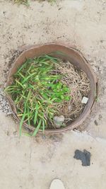 High angle view of potted plant