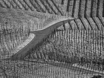 High angle view of vineyard