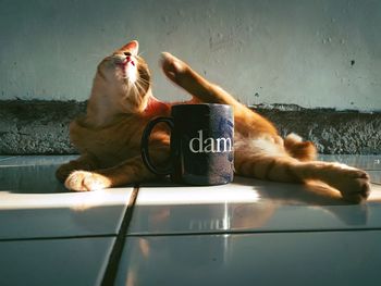 Cat sitting on floor