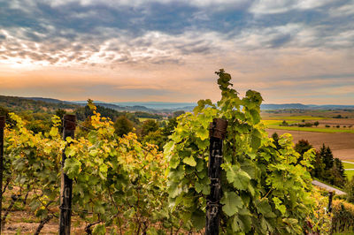 Scenic view of vineyard against sky during sunset