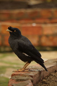 Close-up of bird perching on wood