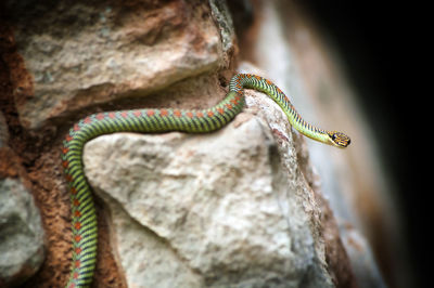 A brightly coloured paradise snake on rocks