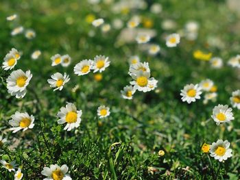 Close-up of white daisy flowers