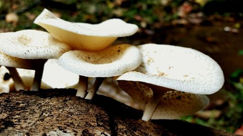 Close-up of mushrooms growing in forest