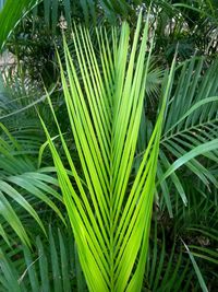 Close-up of palm leaf