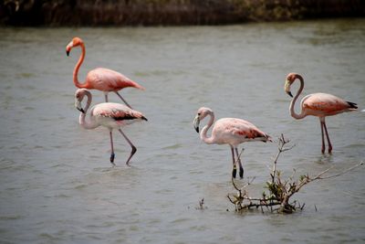 Flamingos in a sea