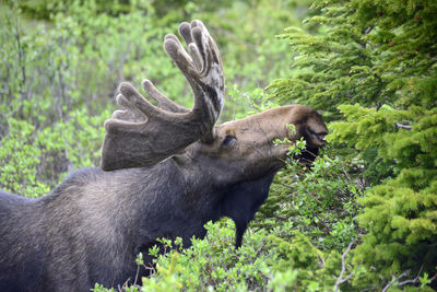 Moose eating plants