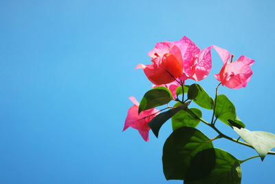 Close-up of red rose