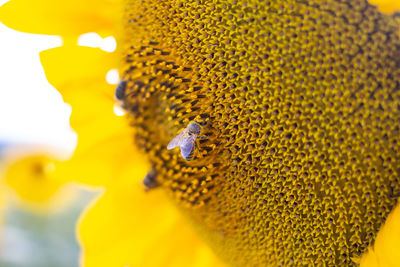 Close-up of bee pollinating flower