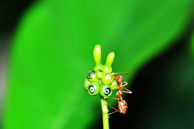 Close-up of a flower and ant on green leaves background