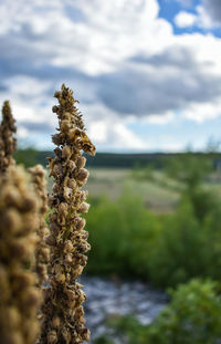 Close-up of insect on plant