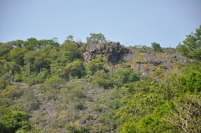 Scenic view of forest against clear sky