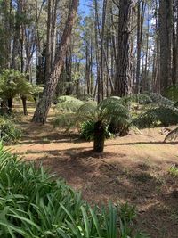 Trees on field in forest