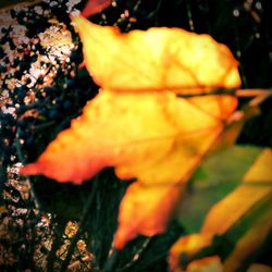 Close-up of yellow autumn leaves on land