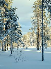 Trees on snow covered field against sky