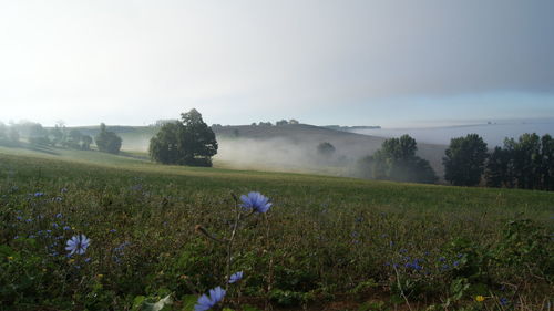 View of fields against sky during foggy weather