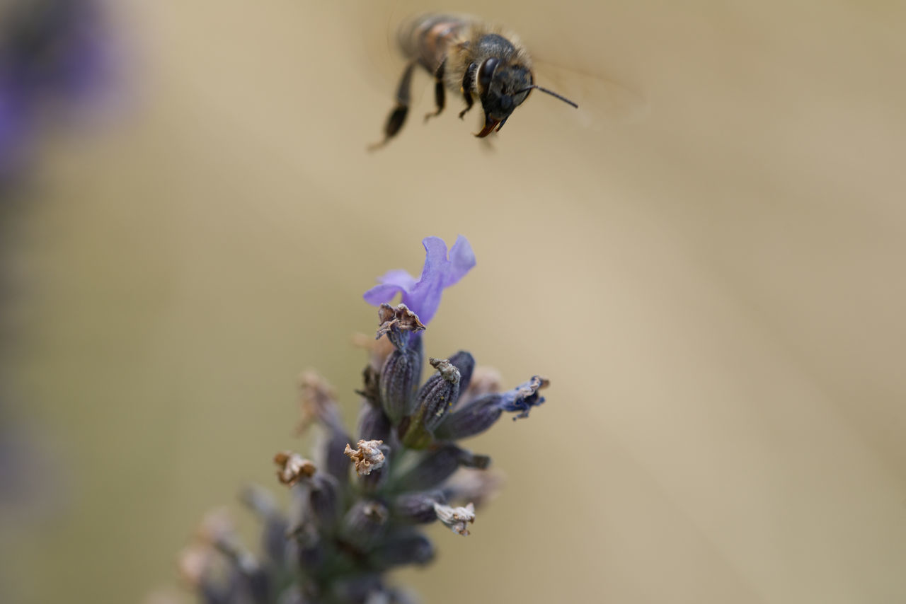 CLOSE-UP OF BEE ON FLOWER