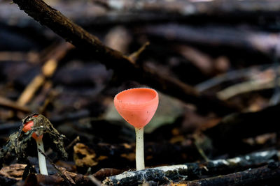 Close-up of mushroom growing on field